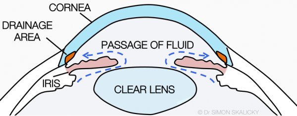 14. normal circulation of fluid